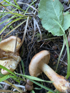 Гриб из Московская область