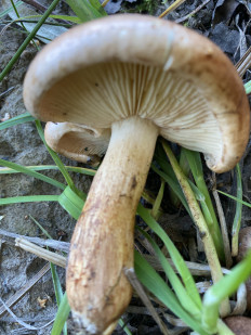 Гриб из Московская область