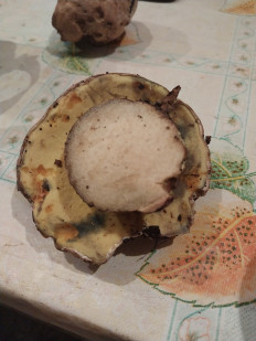 Гриб из Самара