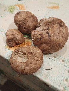 Гриб из Самара