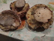 Гриб из Самара