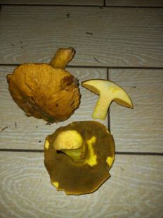 Suillus variegatus - Маслёнок желто-бурый