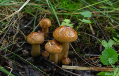 Гриб из Тула