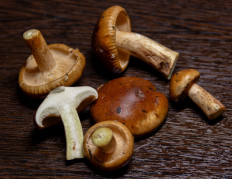 Гриб из Тула