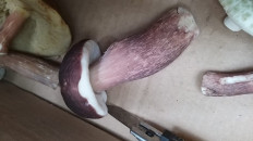 Гриб из Владивосток