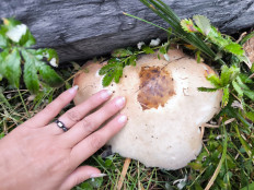 Гриб из Кызыл