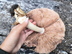 Гриб из Кызыл