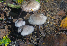 Гриб из Москва