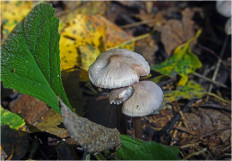 Гриб из Москва