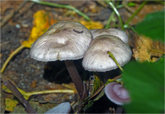 Гриб из Москва