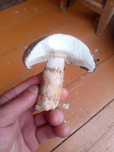 Гриб из Приморский край