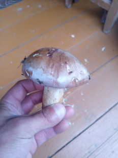 Гриб из Приморский край