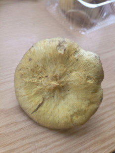 Гриб из Новосибирск