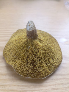 Гриб из Новосибирск