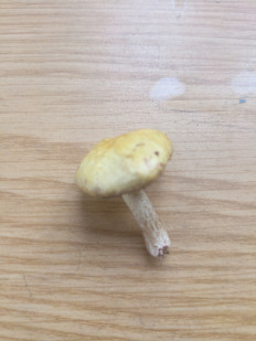 Гриб из Новосибирск