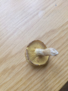 Гриб из Новосибирск