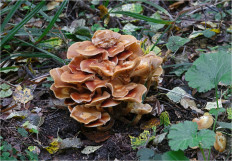 Опёнок летний