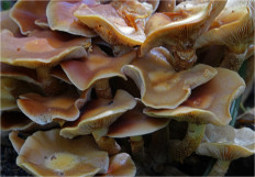 Опёнок летний