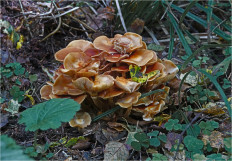 Опёнок летний