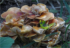 Опёнок летний