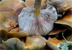 Опёнок летний