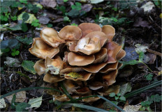 Опёнок летний