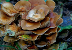 Опёнок летний