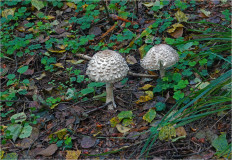 Chlorophyllum olivieri - Хлорофиллум Оливье