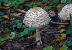 Chlorophyllum olivieri - Хлорофиллум Оливье