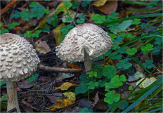 Chlorophyllum olivieri - Хлорофиллум Оливье