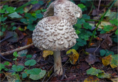 Chlorophyllum olivieri - Хлорофиллум Оливье