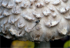 Chlorophyllum olivieri - Хлорофиллум Оливье