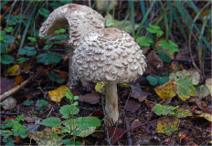 Chlorophyllum olivieri - Хлорофиллум Оливье