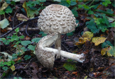 Chlorophyllum olivieri - Хлорофиллум Оливье
