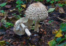 Chlorophyllum olivieri - Хлорофиллум Оливье