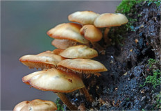 Опёнок летний