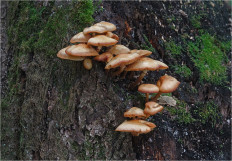 Опёнок летний