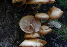 Опёнок летний