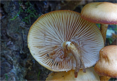 Опёнок летний