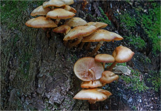 Опёнок летний