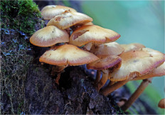 Опёнок летний