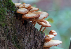 Опёнок летний