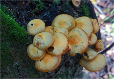 Опёнок летний