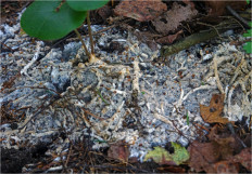 Гриб из Москва