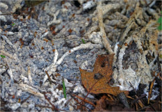 Гриб из Москва