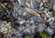 Гриб из Москва