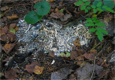 Гриб из Москва