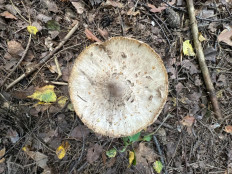 Гриб из Москва