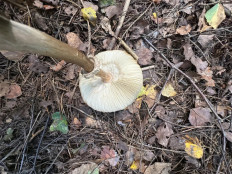 Гриб из Москва