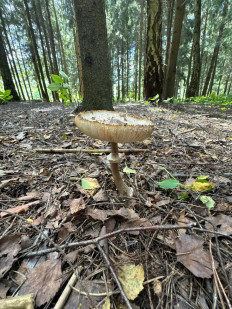 Гриб из Москва